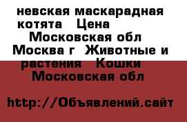 невская маскарадная котята › Цена ­ 10 000 - Московская обл., Москва г. Животные и растения » Кошки   . Московская обл.